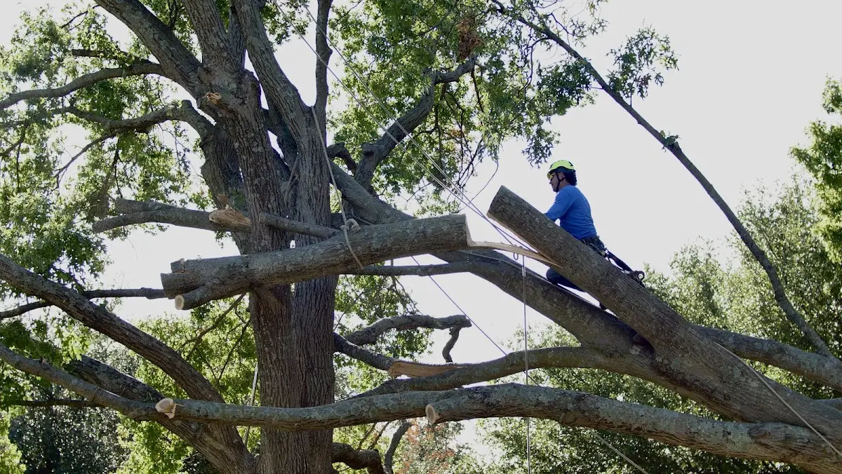 Professional Hazardous Tree Removal performed by certified arborists in Rhodes