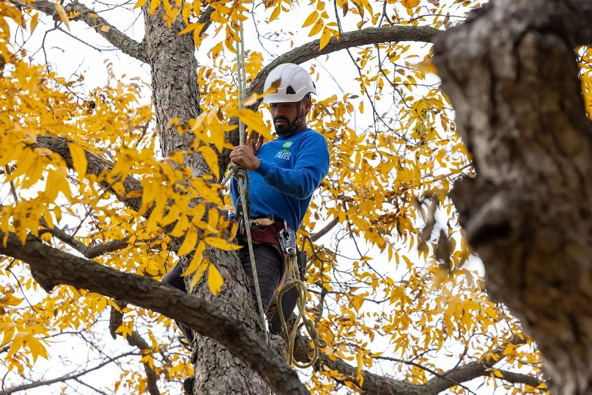 Skilled Tree Trimming crew working in Rhodes